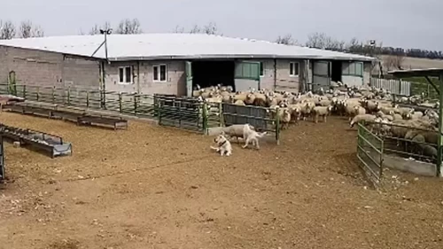 Sokak köpeği çiftlikteki koyunları kovaladı! Güvenlik kameraları anbean kaydetti