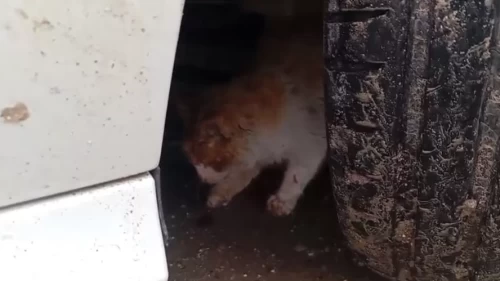 Park halindeki arabanın motoruna giren kedi, ekipler tarafından kurtarıldı
