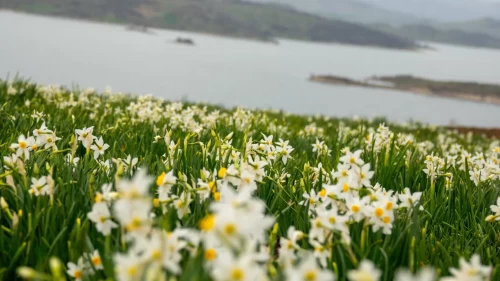 Mart'ta açan nergisler, Üçkaya Köyü'nde ziyaretçi akınına neden oldu