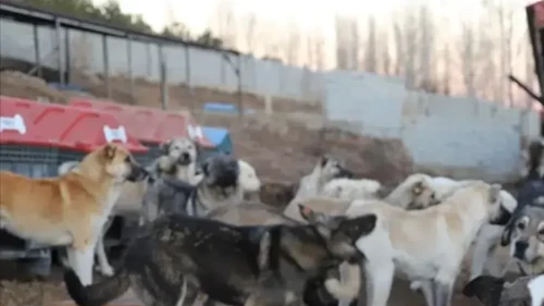 Görüntüler sosyal medyayı ayağa kaldırdı! İddialar üzerine soruşturma başlatıldı