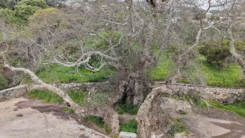 Bodrum'da doğa yürüyüşü yaparken fark ettiler: 2 bin yıllık çınar ağacı