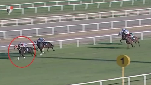 Mersin Belediyesi'nde at eti skandalı: Şampiyon atın etini kavurma yapıp dağıttılar