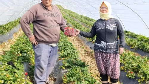 Kilosu 200 liradan yok satıyor! Manisa'nın tescilli lezzeti üreticiyi güldürdü