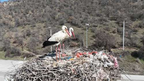 Baharın müjdecisi leylekler, uzun göç yolculuğunun ardından Kızılcahamam'da