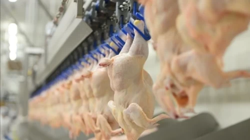 Yumurta üretiminde %15’lik rekor artış!