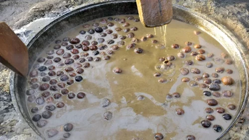 Kırgızlar, Nevruz Bayramını yüzyıllık “sümölök” geleneğiyle kutluyor