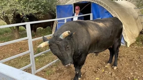 Besiciye boğa saldırısı! Boynuz darbeleriyle ağır yaralandı