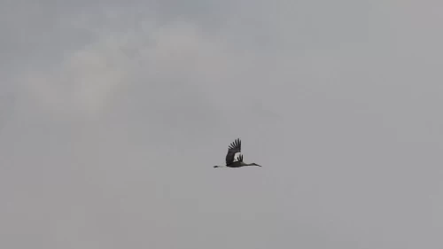 Sivas'ta leylekler baharı müjdeliyor: Göydün Köyü'ne dönüş başladı!