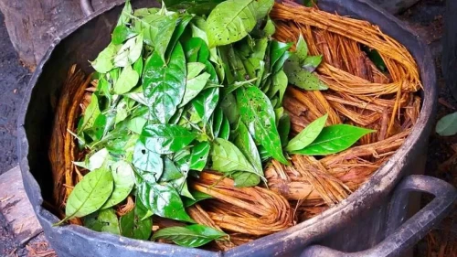 Ayahuasca çayı ve DMT nedir? Ayahuasca çayı yasak mı? Yusuf Güney ile gündemde!