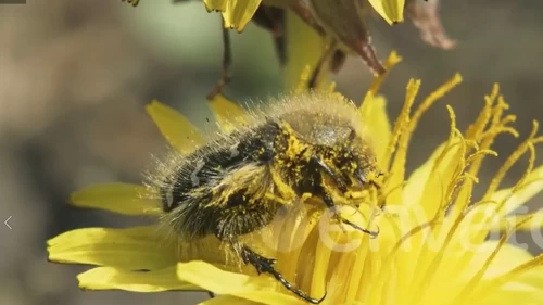 Kahverengi kokarcadan sonra 'bakla zınnı' tehlikesi