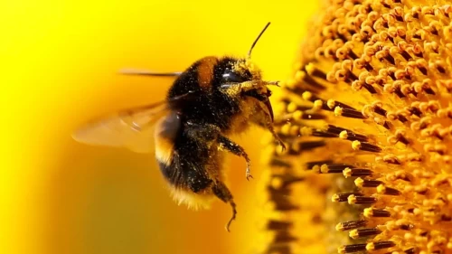 Arılar sandığımızdan daha zeki!