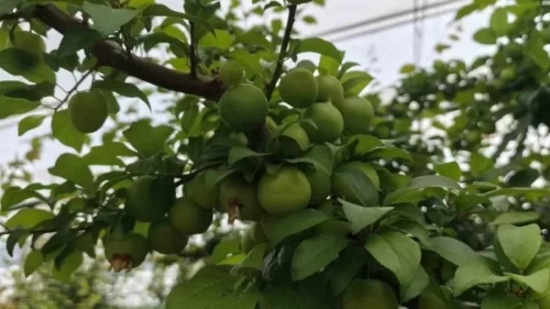 Altınla yarışıyordu, fiyatı çakıldı! Can erikte açık hava indirimi