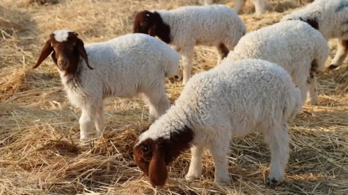10 soruda Küçükbaş Hayvan Desteği rehberi