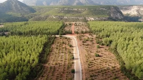 Ormanlarda yeni dönem!