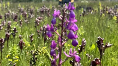 İzinsiz toplayanlar dikkat!