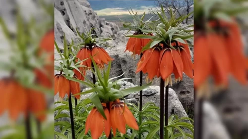 Baharın müjdecisi ters laleler açtı!