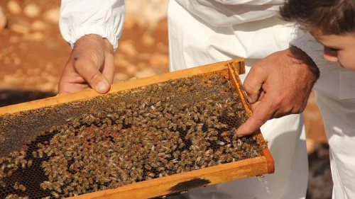 Bal Tebliği’ne “Temel Petek” ayarı!