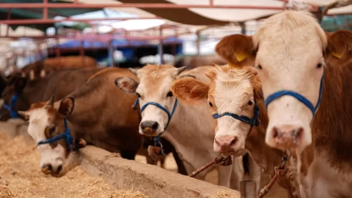 Tarım ve Orman Bakanlığı’ndan Kurban Bayramı öncesi sıkı önlem!