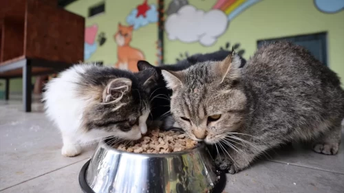 Martta fiyatı en çok artan ve azalan ürünler belli oldu