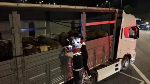Kurban Bayramı hazırlıkları sürüyor! İstanbul'da sevk noktalarında yoğun mesai