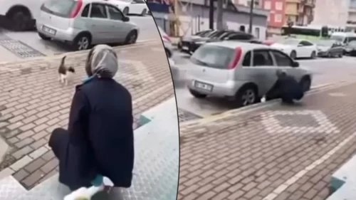 Kocaeli'de vicdanları sızlatan görüntü: Market çalışanı kediye yağ çözücü sıktı!