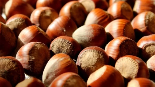 Fındıkta tarihi dönüşüm: Miktar yüzde 31 düştü, gelir rekor kırdı!