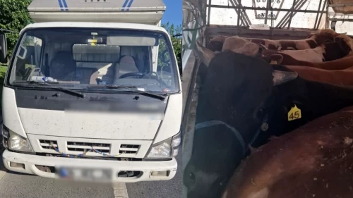 İstanbul’da kaçak kurbanlık operasyonu: 126 hayvana el konuldu