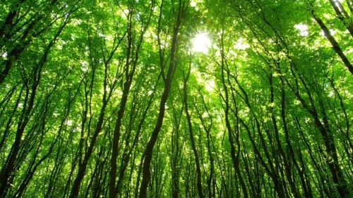 Piknik, anız ve ateş yakma yasağı ne zaman başlıyor?
