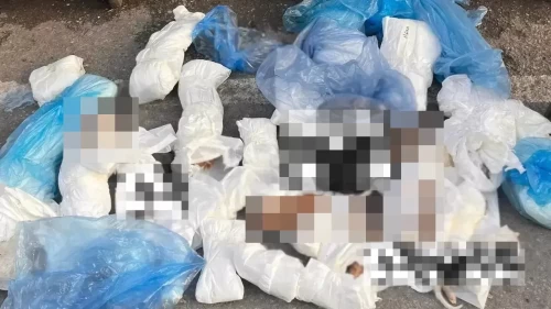 İzmir'de çöp konteynerinde 33 ölü kedi bulundu! Cumhuriyet Başsavcılığı açıklama yaptı