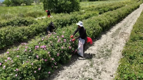 'Pembe hazine'nin zahmeti de getirisi de çok! Litresi 12 bin avroya alıcı buluyor