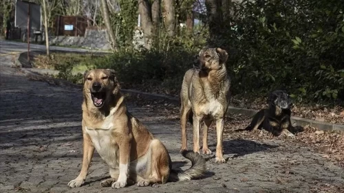 İçişleri Bakanlığı'ndan iki belediye başkanı hakkında soruşturma izni
