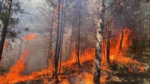 Adana'da orman yangını! Ekiplerin çabası sonuç verdi, alevler kontrol altına alındı