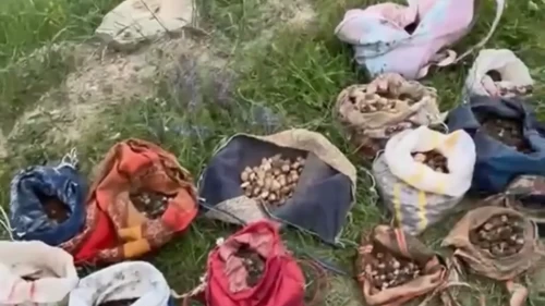 Çankırı'da kaçak salep toplamanın bedeli ağır oldu: 10 kişiye yaklaşık 7 milyon lira ceza
