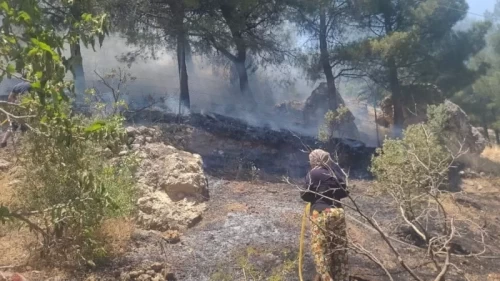 Kahramanmaraş’ta orman yangını!