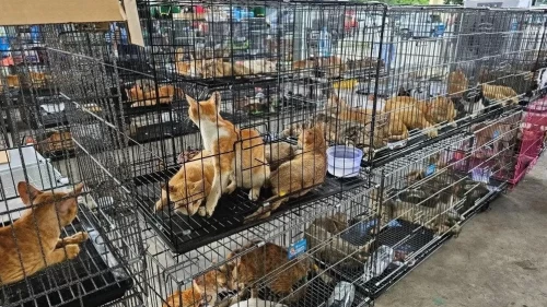 Yüzlerce kedi kesilmek üzereyken kurtarıldı