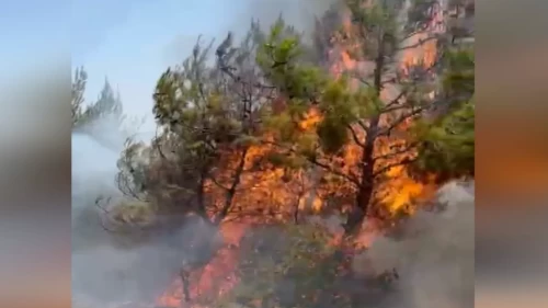 Muğla'da tarım arazisinde çıkan yangın ormana sıçradı!
