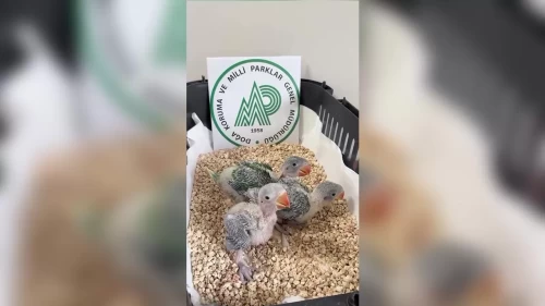 3 İskender papağanı yavrusuna el konuldu