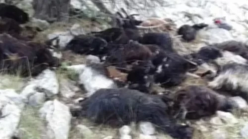 Yıldırımın isabet ettiği sürüde 50 hayvan telef oldu