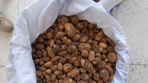 Bingöl’de izinsiz salep toplayan ve biyokaçakçılık yapanlara 4,2 milyon lira ceza,
