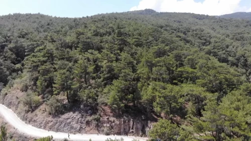 Erzurum'da ormanlara giriş yasağı!