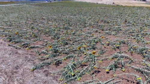 Tekirdağ'da dolu felaketi: 35 bin dekarlık tarım arazisi zarar gördü!
