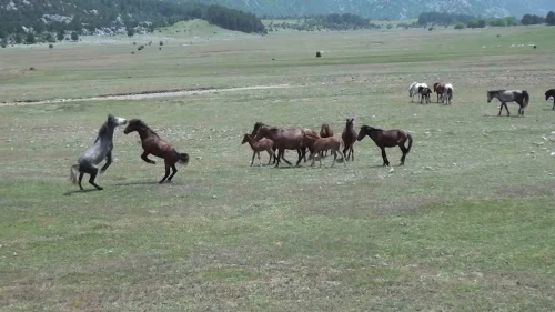 Yılkı atlarıyla ilgili yankı uyandıran iddia!