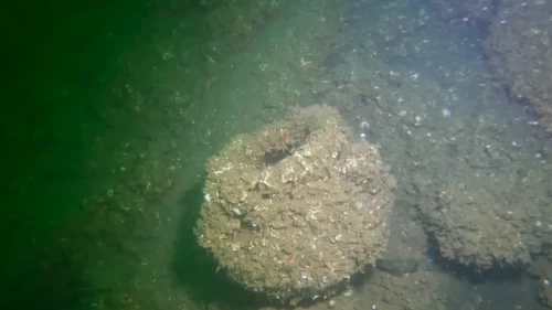 27 yıl sonra Marmara Depremi'nin su altındaki izleri: Japon uzman Değirmendere'de dalış yaptı