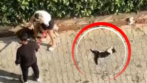 Sokak kedisini öldürdü, sahibi 'Polisi aramayın' dedi