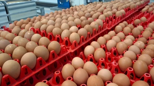 Tavuk eti ve yumurta üretiminde büyük artış