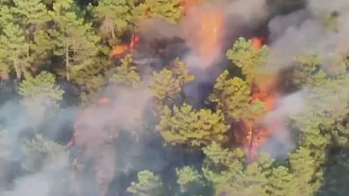 Sultanbeyli'de orman yangınına ilişkin 2 şüpheli tutuklandı