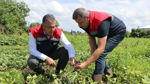 Samsun’da yağışlar tarım alanlarını vurdu: 30 mahallede hasar tespiti sürüyor