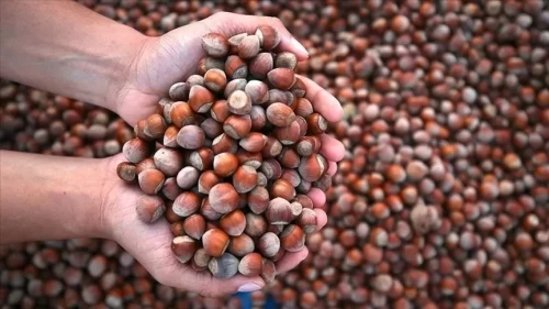 Fındık üreticisinin beklediği haber geldi!