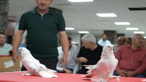 Şebap güvercin fiyatları 5 milyon TL’ye kadar çıkıyor!