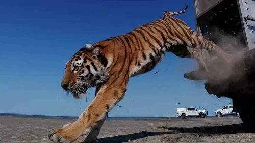 Amur kaplanı bozkırlara geri döndü